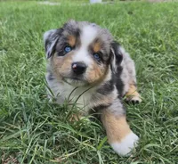 Moses, a male Miniature Australian Shepherd for sale in Fort Worth, TX – 1 of 3