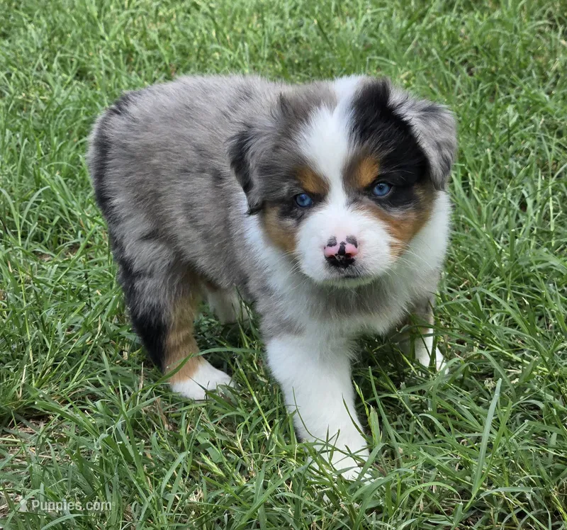 Charlie – Miniature Australian Shepherd puppy for sale in Fort Worth, TX