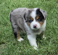 Charlie, a male Miniature Australian Shepherd for sale in Fort Worth, TX – 1 of 3