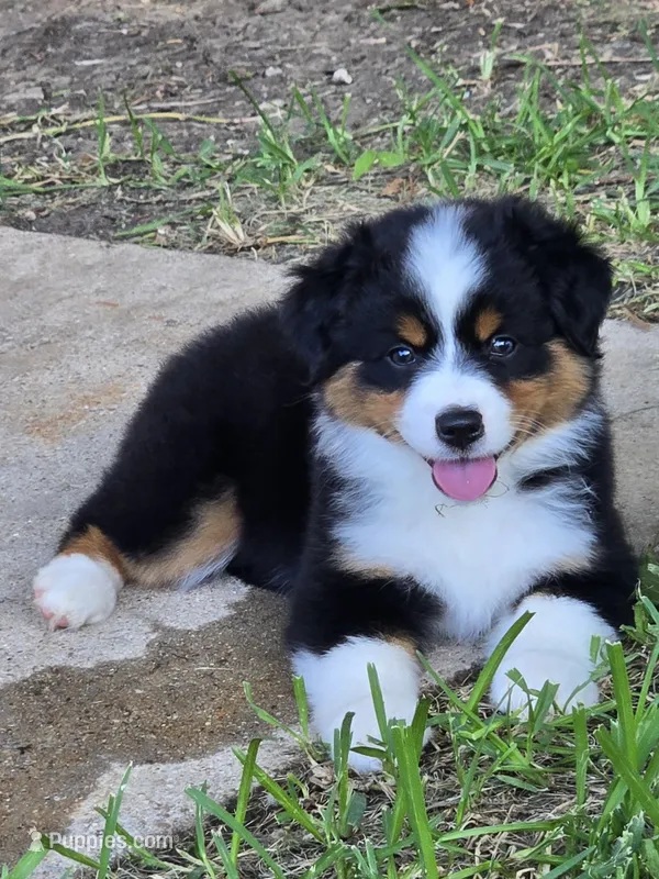 Bella – Miniature Australian Shepherd puppy for sale in Fort Worth, TX