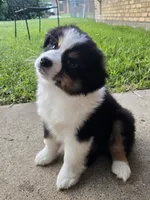 Rex, a male Miniature Australian Shepherd for sale in Fort Worth, TX – 2 of 5