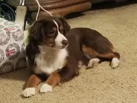 Rex, a male Miniature Australian Shepherd for sale in Fort Worth, TX – 5 of 5