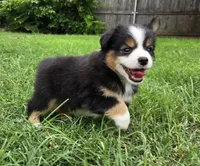 Yoda, a male Miniature Australian Shepherd for sale in Fort Worth, TX – 3 of 3
