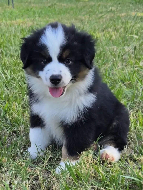 Mundi – Miniature Australian Shepherd puppy for sale in Fort Worth, TX