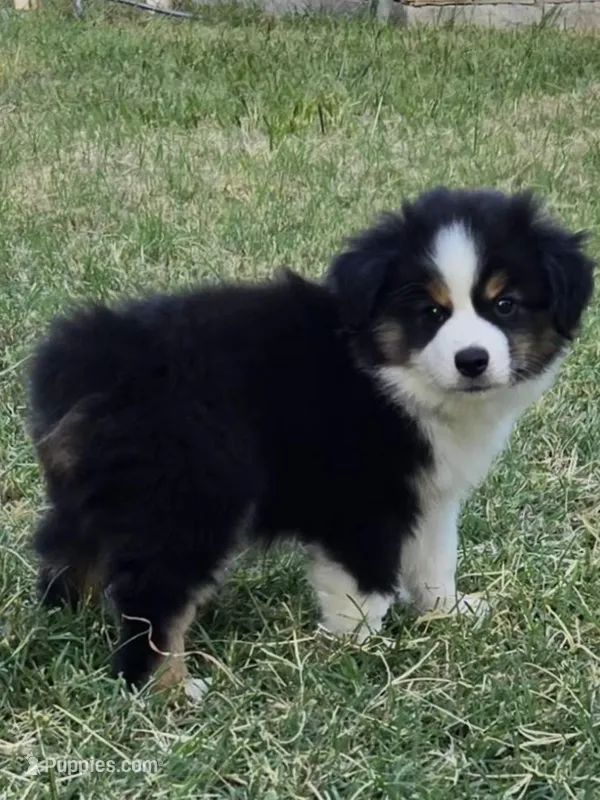 Rex – Miniature Australian Shepherd puppy for sale in Fort Worth, TX