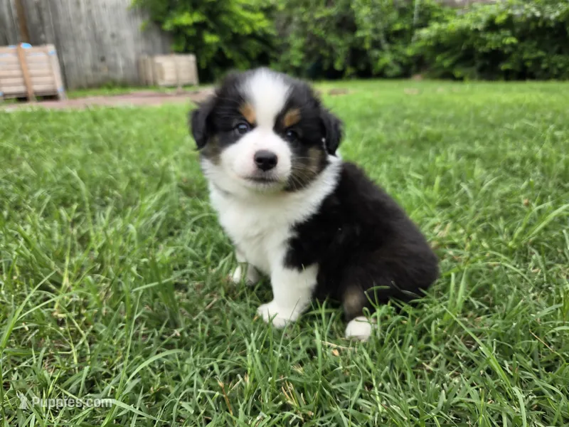 Rex – Miniature Australian Shepherd puppy for sale in Fort Worth, TX