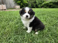 Rex, a male Miniature Australian Shepherd for sale in Fort Worth, TX – 1 of 3