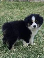 Rex, a male Miniature Australian Shepherd for sale in Fort Worth, TX – 1 of 5
