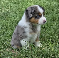 Charlie, a male Miniature Australian Shepherd for sale in Fort Worth, TX – 3 of 3