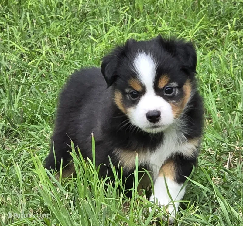 Yoda – Miniature Australian Shepherd puppy on hold in Fort Worth, TX