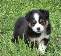 Yoda, a male Miniature Australian Shepherd for sale in Fort Worth, TX – 1 of 3