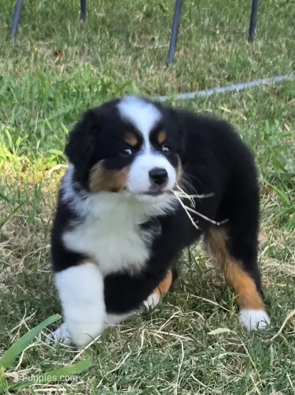 Bella – Miniature Australian Shepherd puppy for sale in Fort Worth, TX