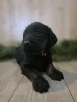 Raspberry, a male Double Doodle for sale in Kelso, WA – Photo 4 of 5