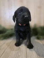 Raspberry, a male Double Doodle for sale in Kelso, WA – Photo 2 of 5