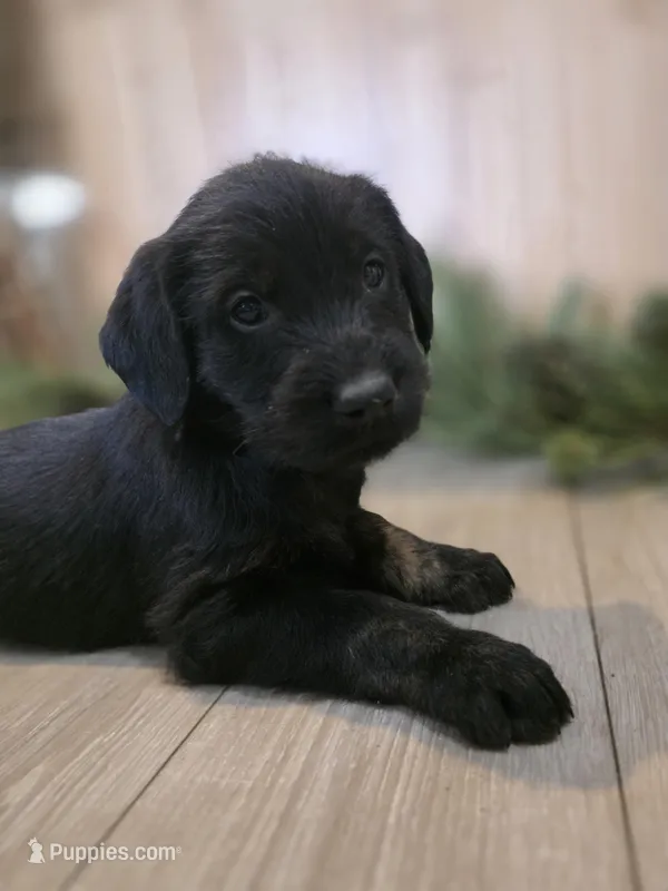 Raspberry, a male Double Doodle for sale in Kelso, WA – Photo 1 of 5