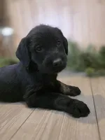 Raspberry, a male Double Doodle for sale in Kelso, WA – Photo 1 of 5