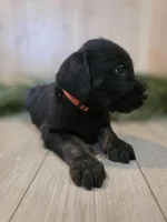 Raspberry, a male Double Doodle for sale in Kelso, WA – Photo 5 of 5