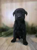 Marionberry, a male Double Doodle for sale in Kelso, WA – Photo 6 of 9