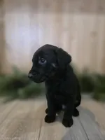 Marionberry, a male Double Doodle for sale in Kelso, WA – Photo 5 of 9