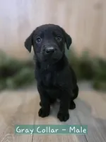 Marionberry, a male Double Doodle for sale in Kelso, WA – Photo 4 of 9