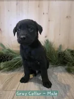 Marionberry, a male Double Doodle for sale in Kelso, WA – Photo 7 of 9