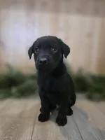 Marionberry, a male Double Doodle for sale in Kelso, WA – Photo 8 of 9