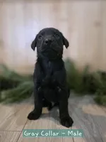 Marionberry, a male Double Doodle for sale in Kelso, WA – Photo 3 of 9