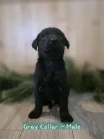 Marionberry, a male Double Doodle for sale in Kelso, WA – Photo 2 of 9