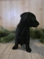 Marionberry, a male Double Doodle for sale in Kelso, WA – Photo 9 of 9