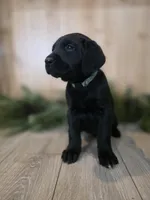 Huckleberry , a female Double Doodle for sale in Kelso, WA – Photo 6 of 6