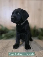 Huckleberry , a female Double Doodle for sale in Kelso, WA – Photo 5 of 6