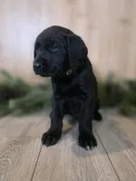 Huckleberry , a female Double Doodle for sale in Kelso, WA – Photo 1 of 6