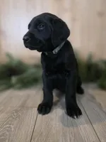 Huckleberry , a female Double Doodle for sale in Kelso, WA – Photo 4 of 6