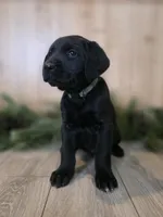 Huckleberry , a female Double Doodle for sale in Kelso, WA – Photo 3 of 6