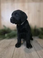 Huckleberry , a female Double Doodle for sale in Kelso, WA – Photo 2 of 6