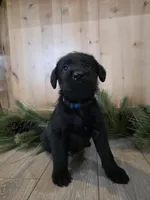 Blueberry, a male Double Doodle for sale in Kelso, WA – Photo 1 of 5