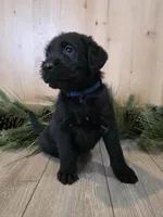 Blueberry, a male Double Doodle for sale in Kelso, WA – Photo 3 of 5