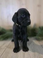 Strawberry, a male Double Doodle for sale in Kelso, WA – Photo 2 of 5