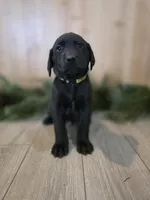 Strawberry, a male Double Doodle for sale in Kelso, WA – Photo 5 of 5