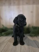 Strawberry, a male Double Doodle for sale in Kelso, WA – Photo 4 of 5