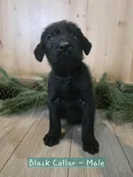 Lingonberry, a male Double Doodle for sale in Kelso, WA – Photo 9 of 9