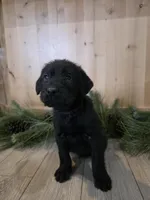 Lingonberry, a male Double Doodle for sale in Kelso, WA – Photo 2 of 9