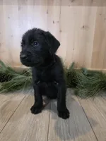 Lingonberry, a male Double Doodle for sale in Kelso, WA – Photo 4 of 9