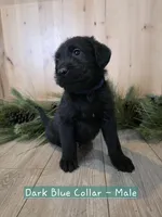 Lingonberry, a male Double Doodle for sale in Kelso, WA – Photo 6 of 9