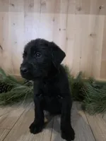 Lingonberry, a male Double Doodle for sale in Kelso, WA – Photo 8 of 9