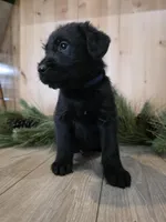 Lingonberry, a male Double Doodle for sale in Kelso, WA – Photo 5 of 9