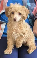 processed/ce705a05-db41-4529-967d-6113761a3696/listing/1b9aabdc-e71d-4b94-a9f6-2190eff9e2ad/1ec68e49-d5a4-4243-bf0f-43700becada5