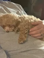 processed/ce705a05-db41-4529-967d-6113761a3696/listing/1b9aabdc-e71d-4b94-a9f6-2190eff9e2ad/bb8a2ddf-ec6a-4acd-bf9f-4776c1260e64