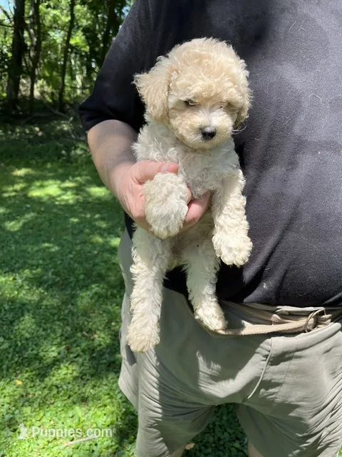 Ted – Poodle - Toy  puppy for sale in Wexford, PA