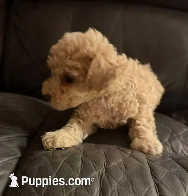 Ted, a male Poodle - Toy  for sale in Wexford, PA – 2 of 2